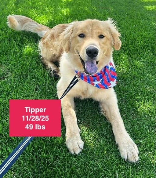 Tipper - Golden Retriever