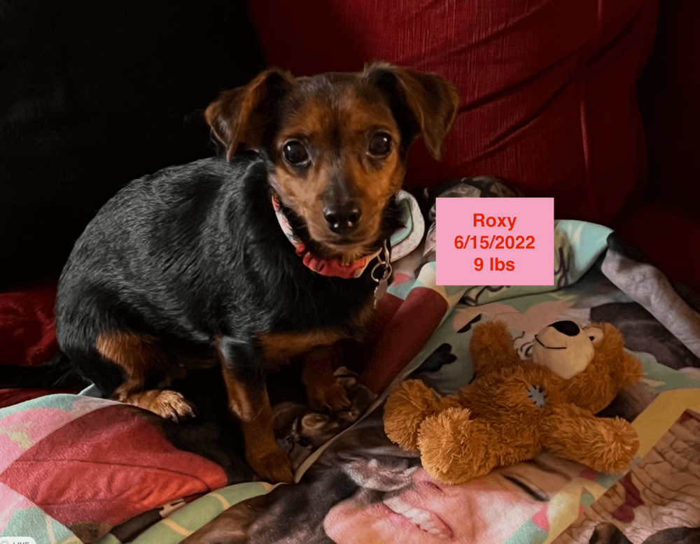 Roxy - Chihuahua
