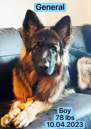 General - Belgian Shepherd Malinois
