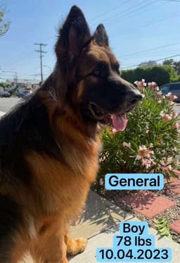 General image 2