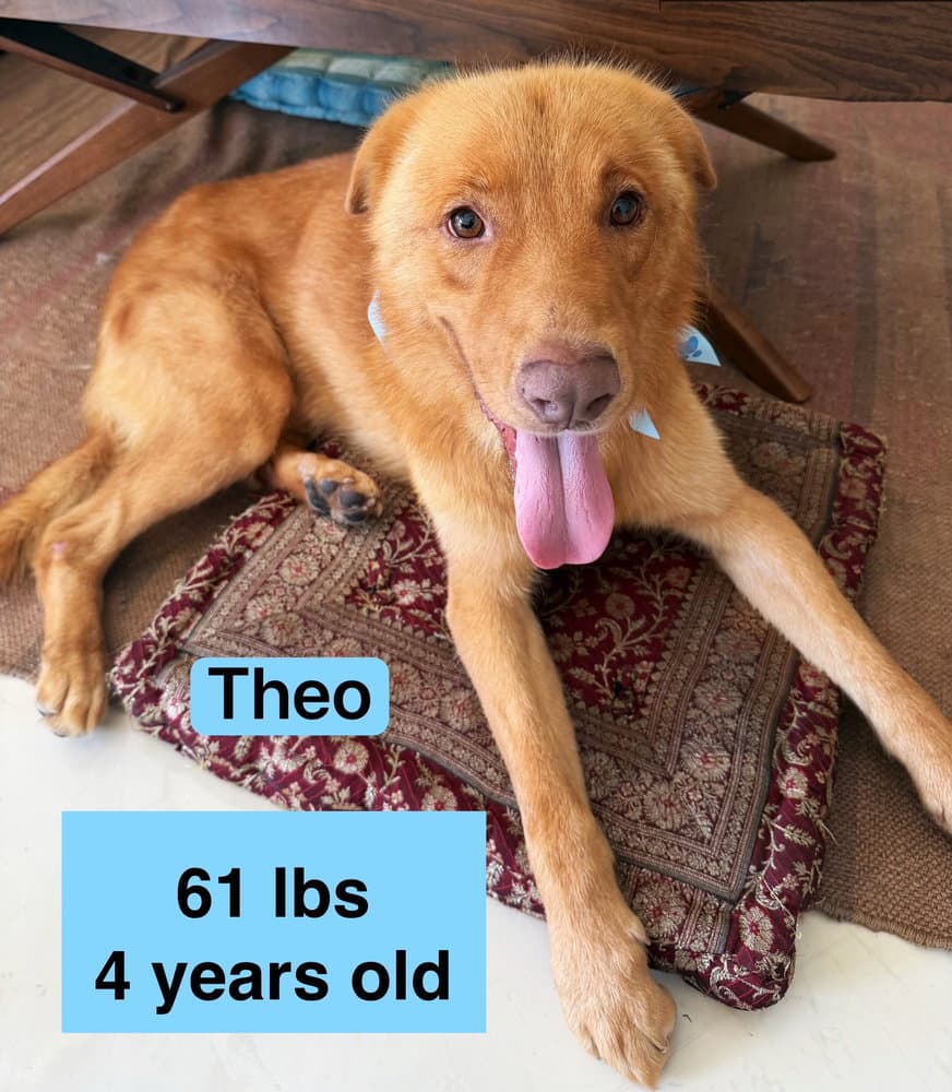 Theo - Golden Retriever