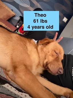 Theo image 2