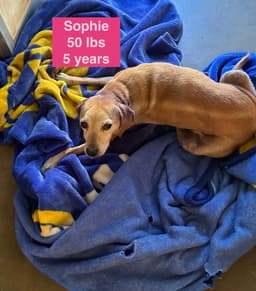 Sophie image 4