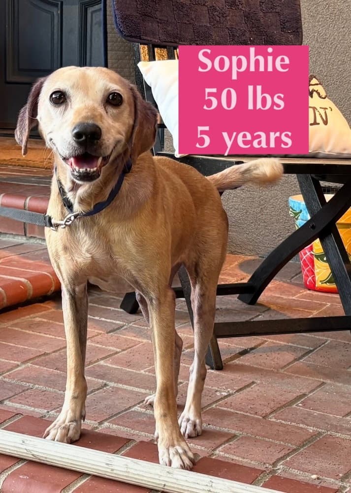 Sophie - Labrador Retriever