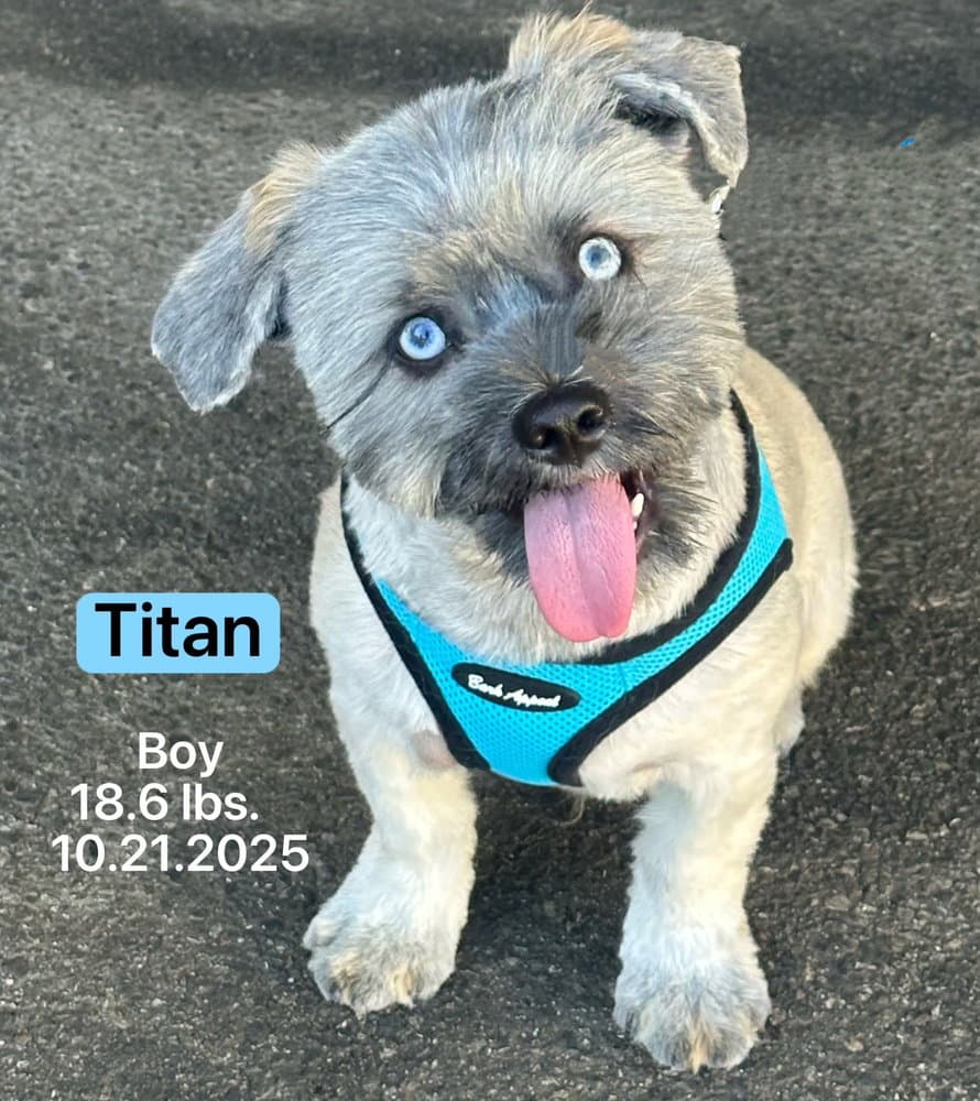 Titan - Shih Tzu