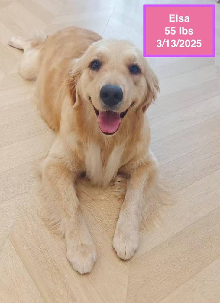 Elsa - Golden Retriever