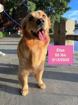 Elsa image 2