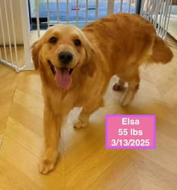 Elsa image 3