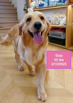 Elsa image 4