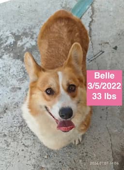 Belle image 2