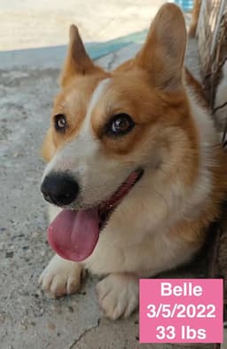 Belle image 4