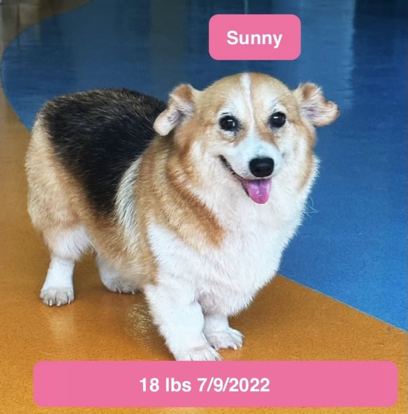 Sunny - Pembroke Welsh Corgi
