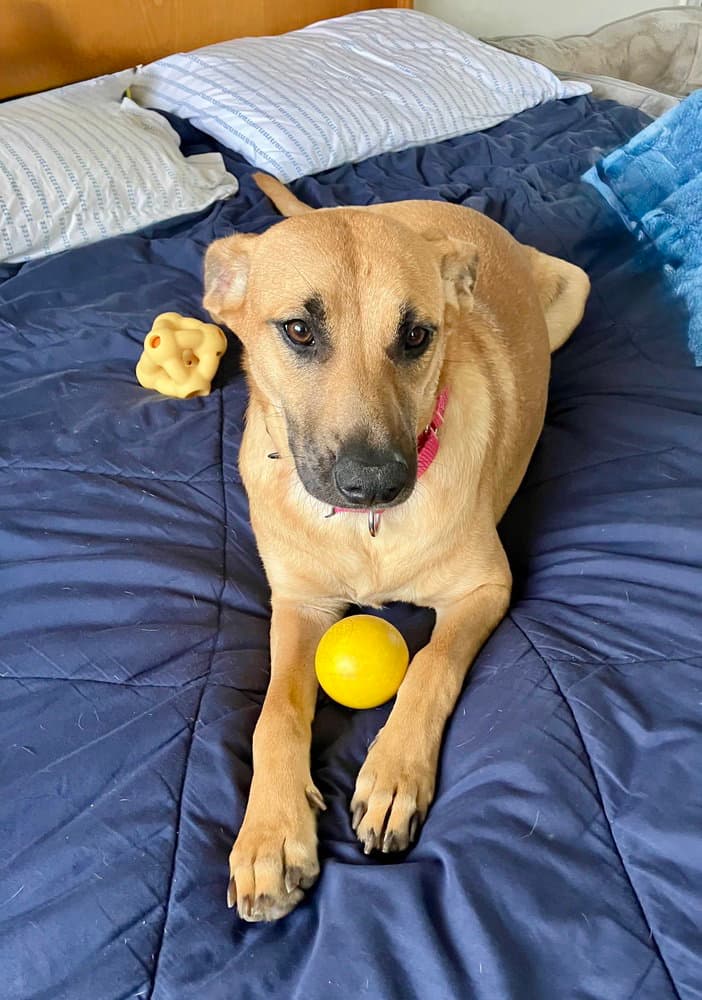 Dustee - Labrador Retriever