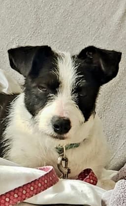 Opal Aka Gladys image 1