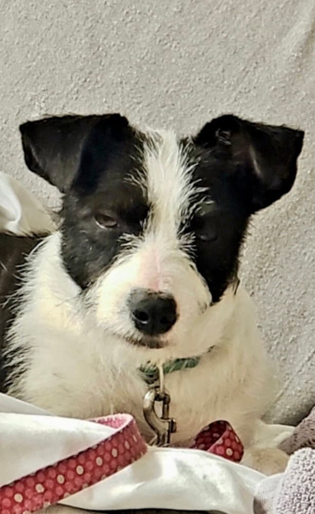 Opal Aka Gladys - Terrier