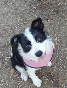 Opal Aka Gladys image 2