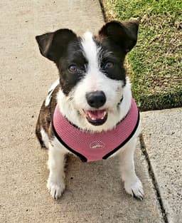 Opal Aka Gladys image 3