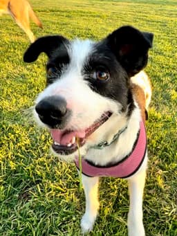 Opal Aka Gladys image 4