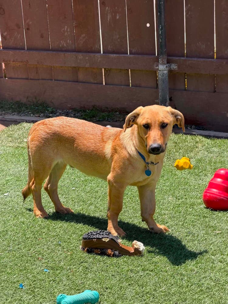 Jojo - Labrador Retriever