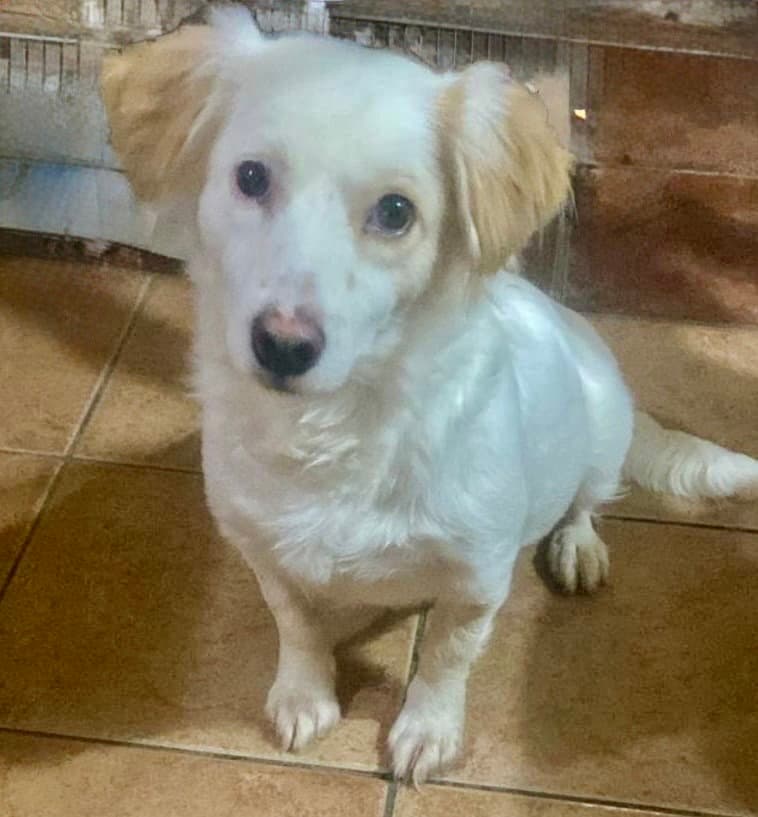 Gigi - Spaniel