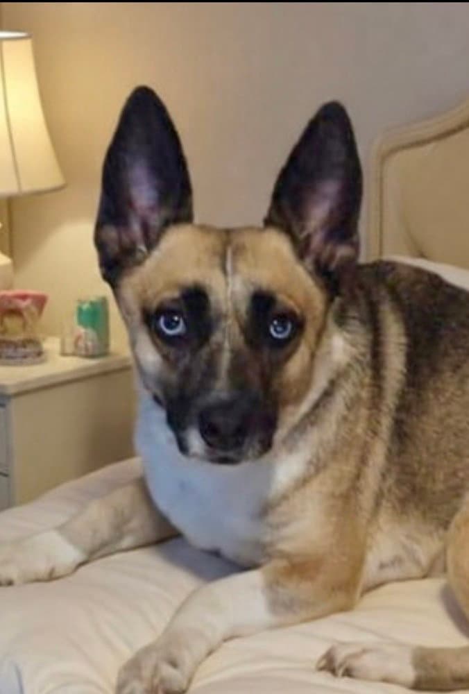 Henrietta Aka Henny - Pembroke Welsh Corgi