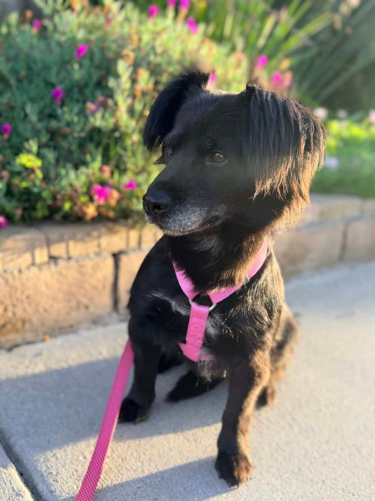Romy - Terrier