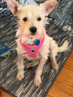 Olivia image 2