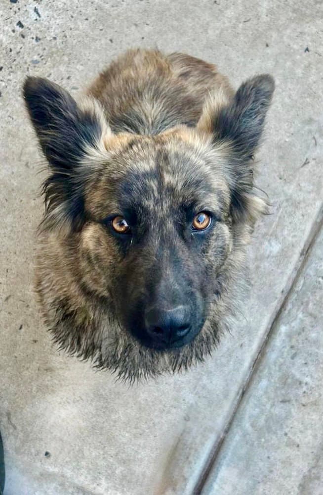 Owsley - Dutch Shepherd