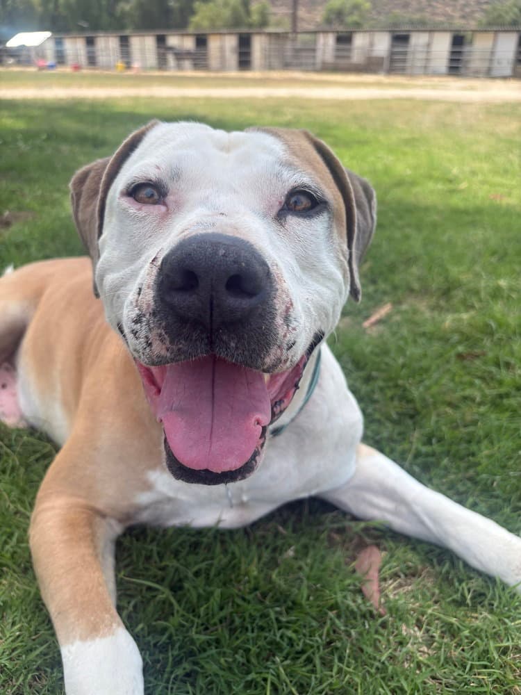 Mikey - American Pit Bull Terrier