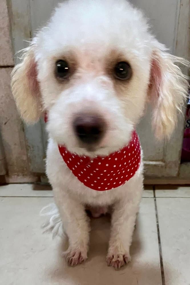 Milo - Bichon Frise