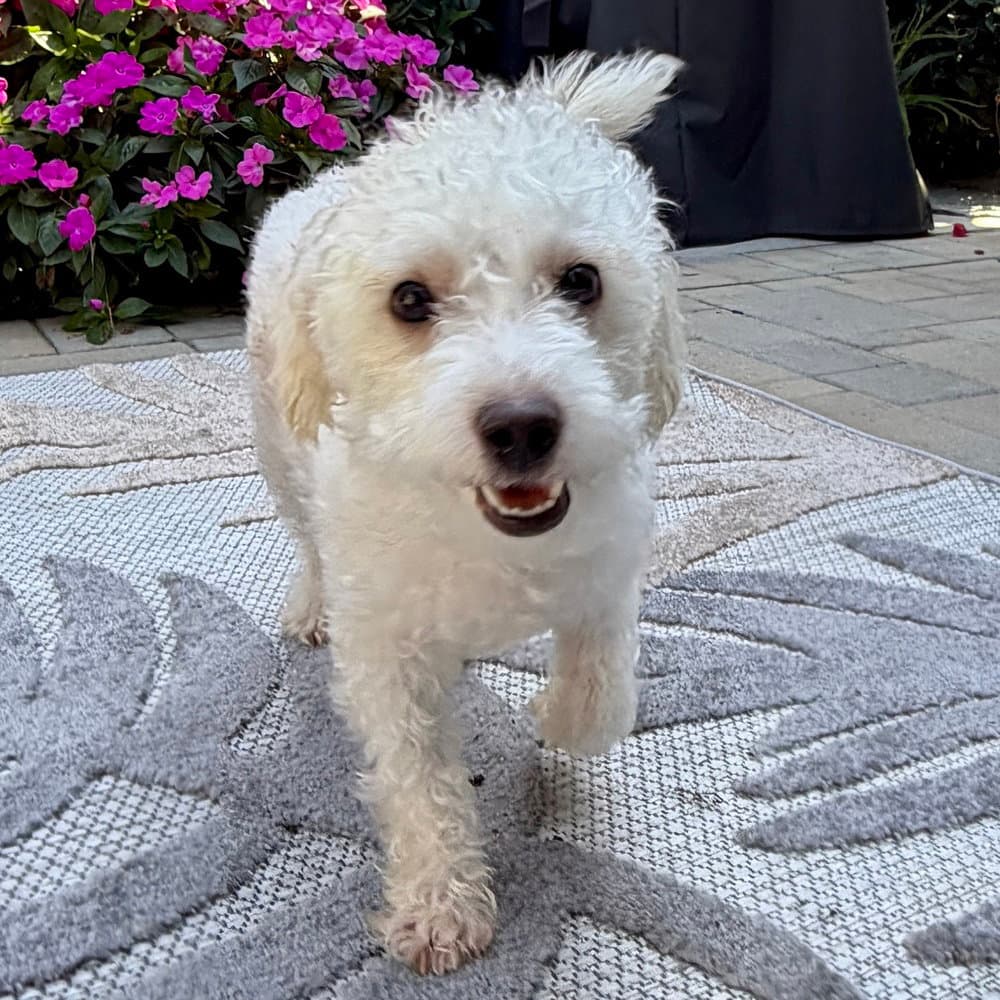 Milo - Bichon Frise