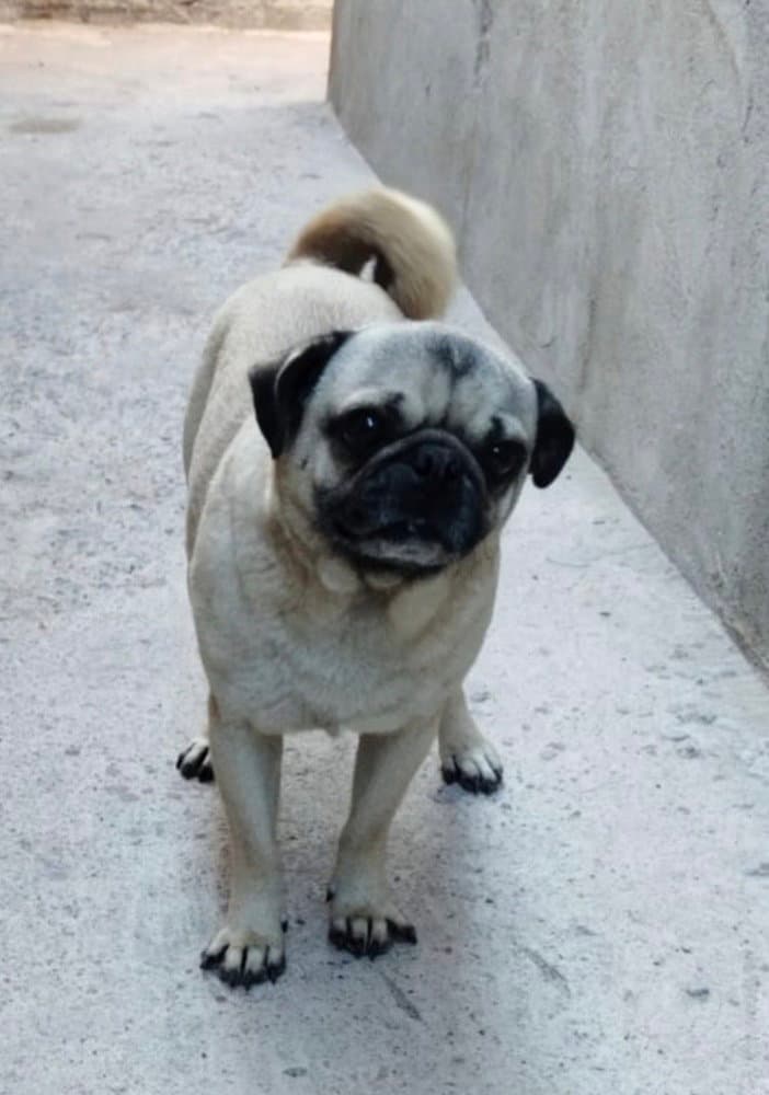 Rocco - Pug