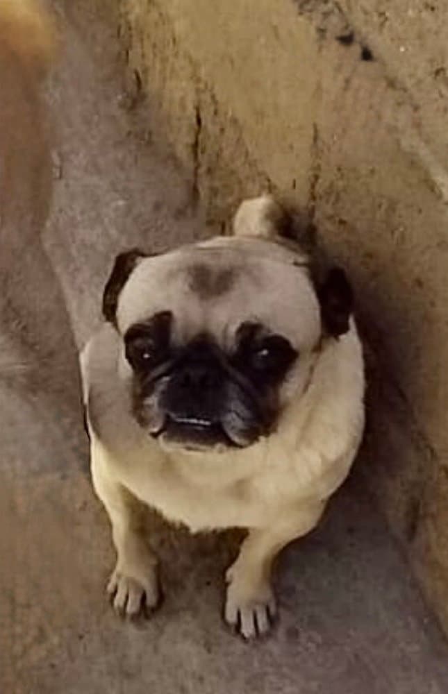 Georgie Girl - Pug