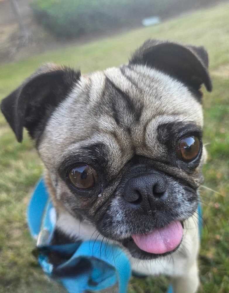 Georgie Girl - Pug