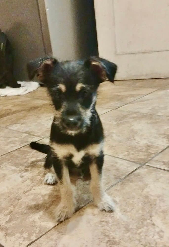 Mckenzie - Terrier