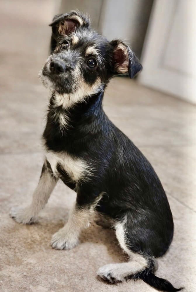 Mckenzie - Terrier