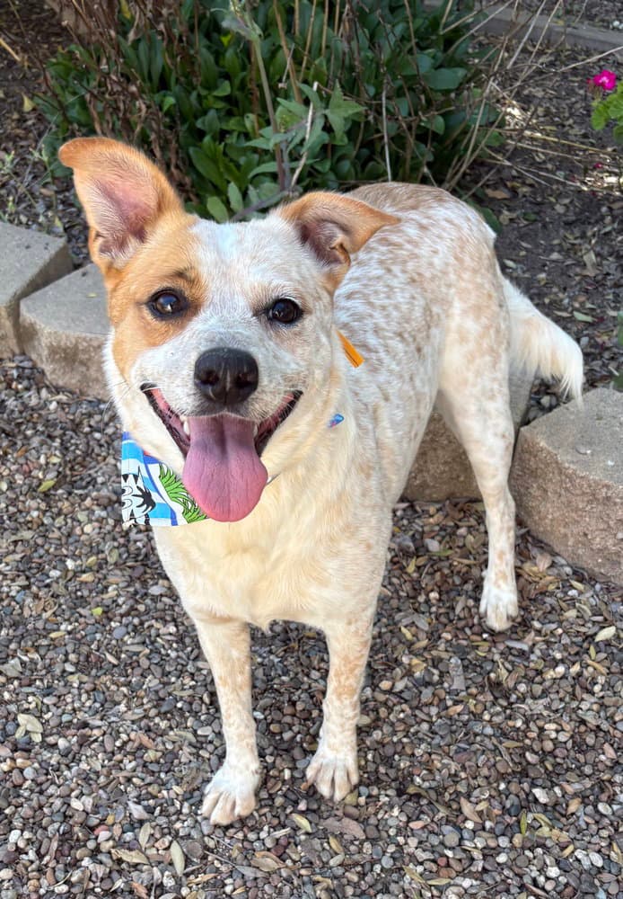 Chespita - Cattle Dog