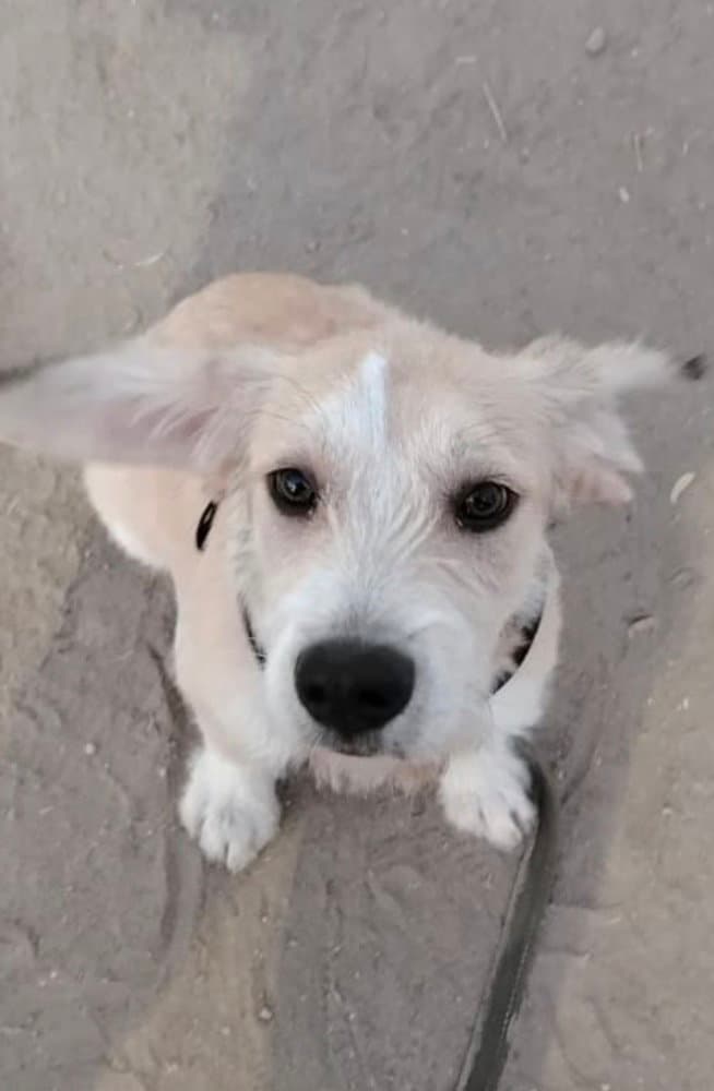 Eddie - Terrier