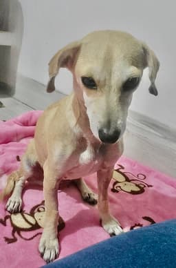 Paloma image 2
