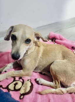 Paloma image 3