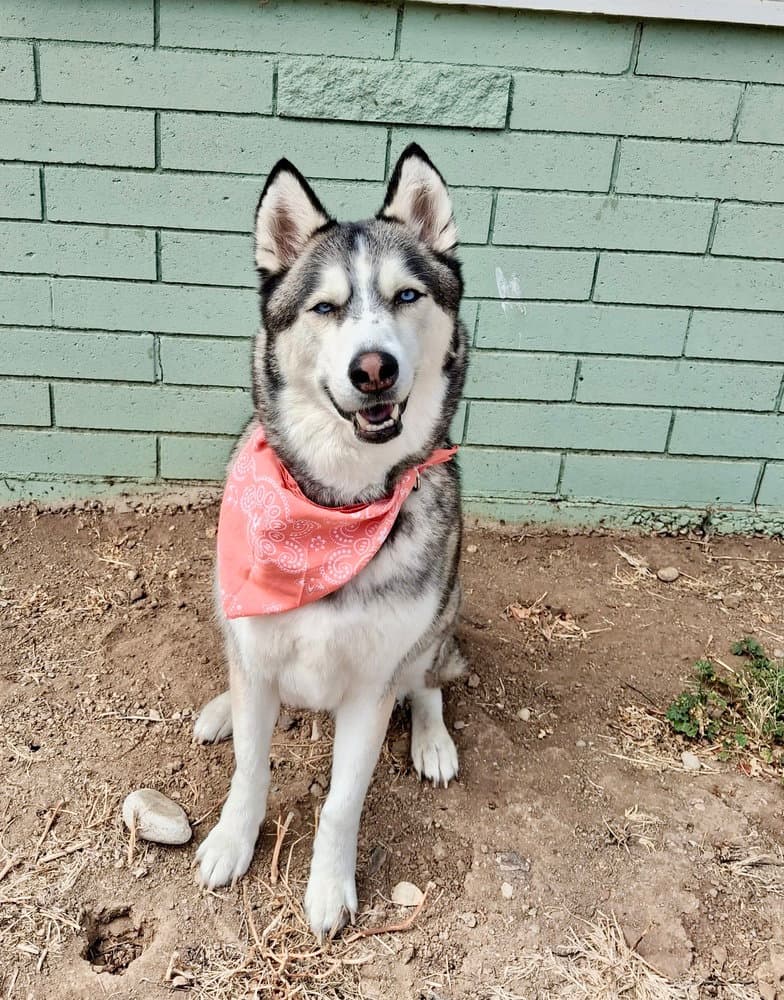 Cody - Husky