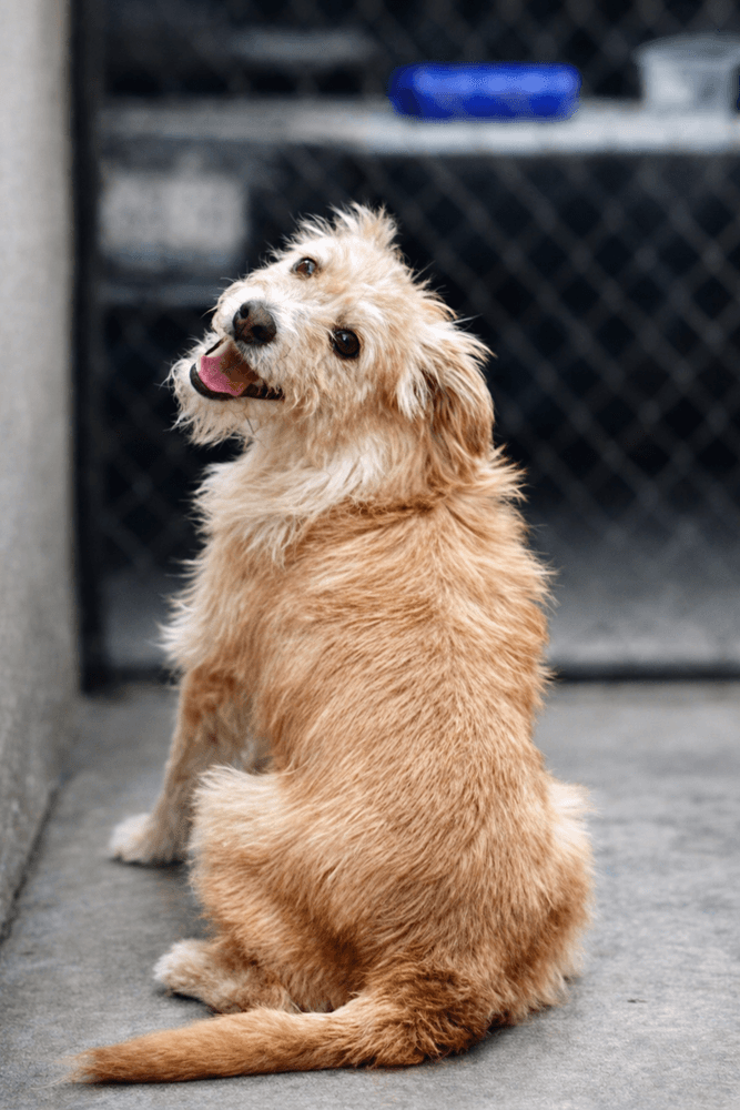 Goldie - Norfolk Terrier