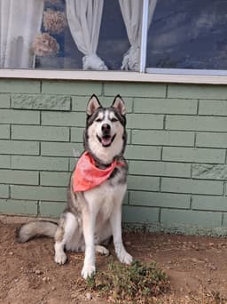 Cody image 2