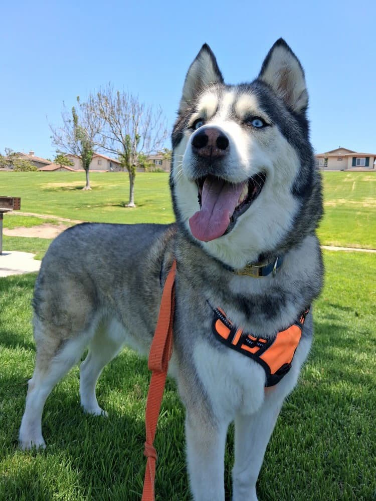 Cody - Husky