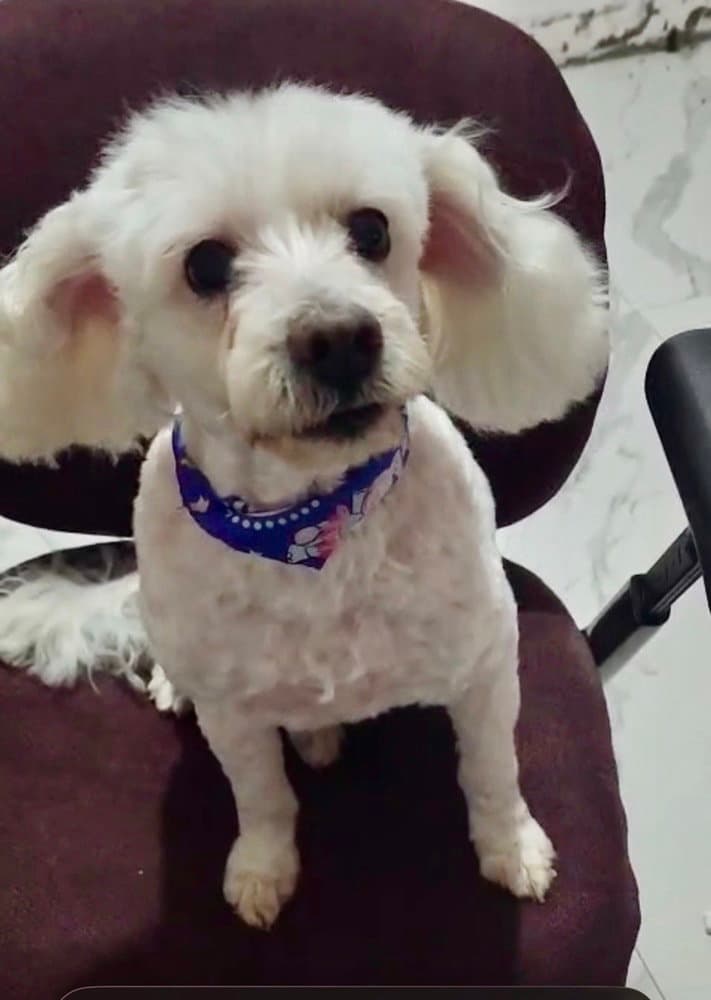 Bonnie - Poodle (Miniature)