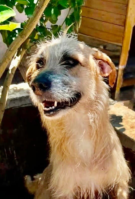Zoe - Terrier