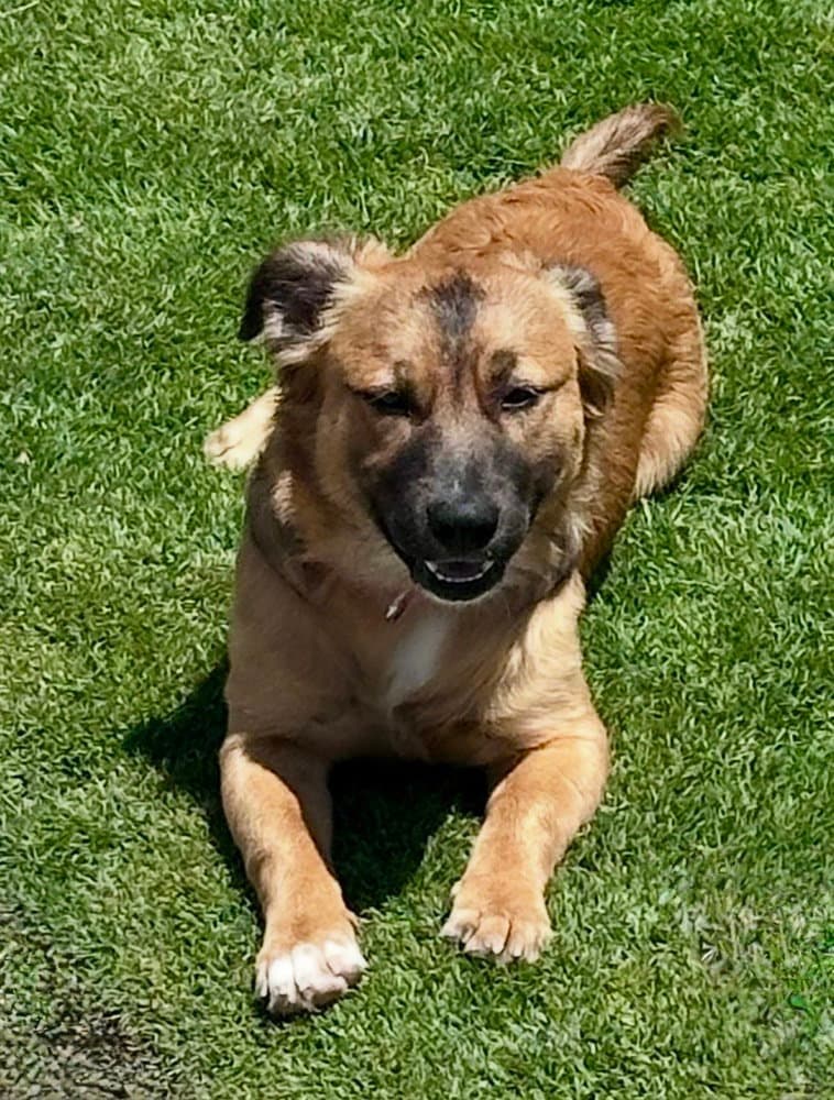 Big Nate - Terrier