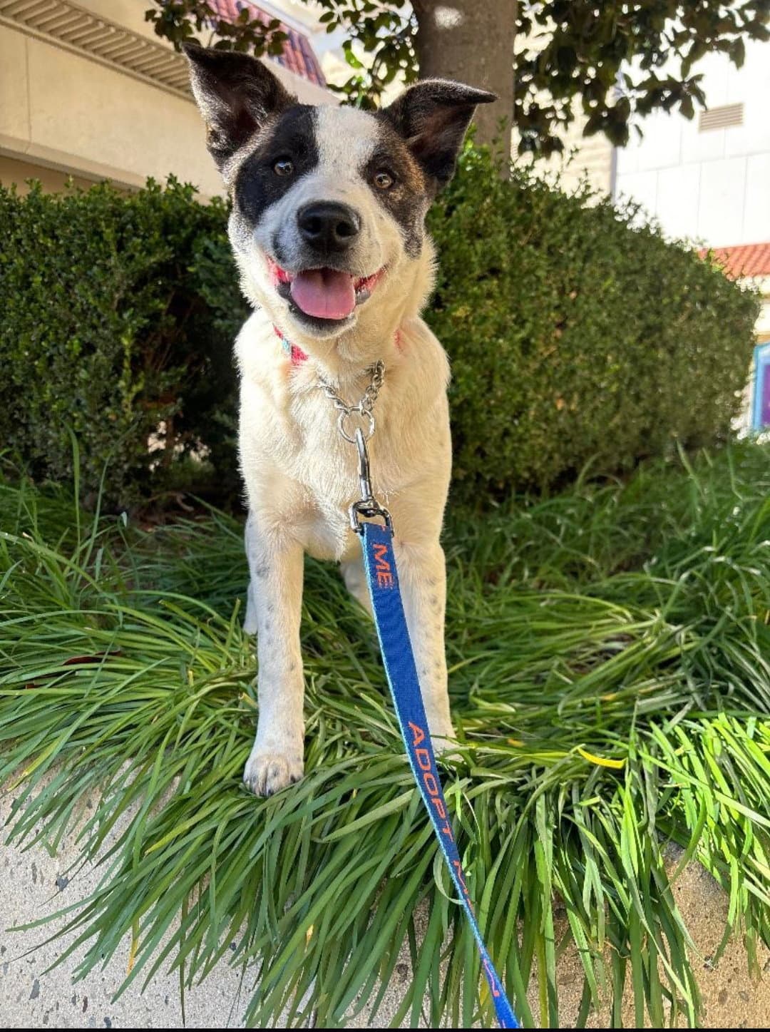 Brandi - Border Collie