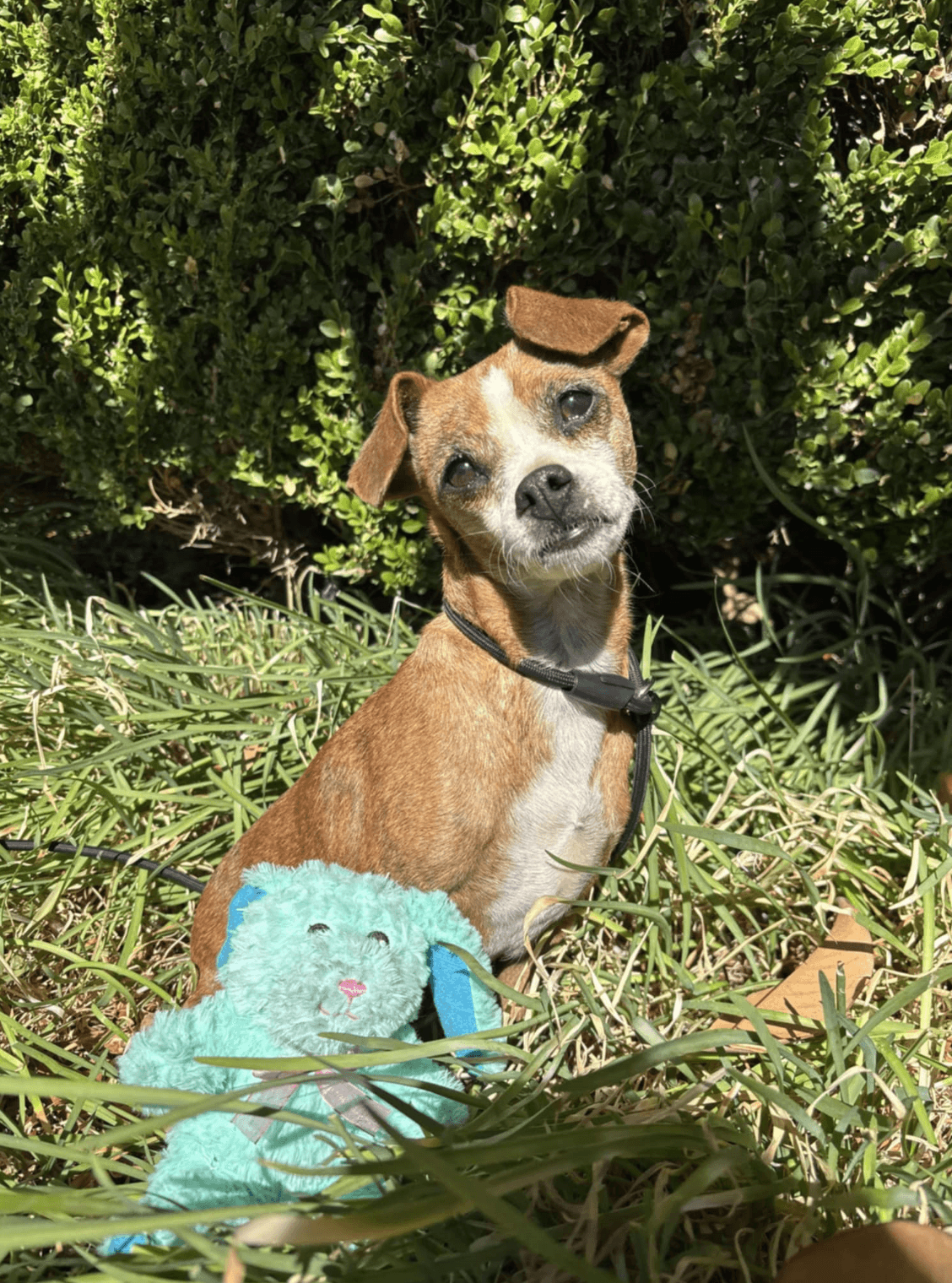 Boo Boo - Chihuahua