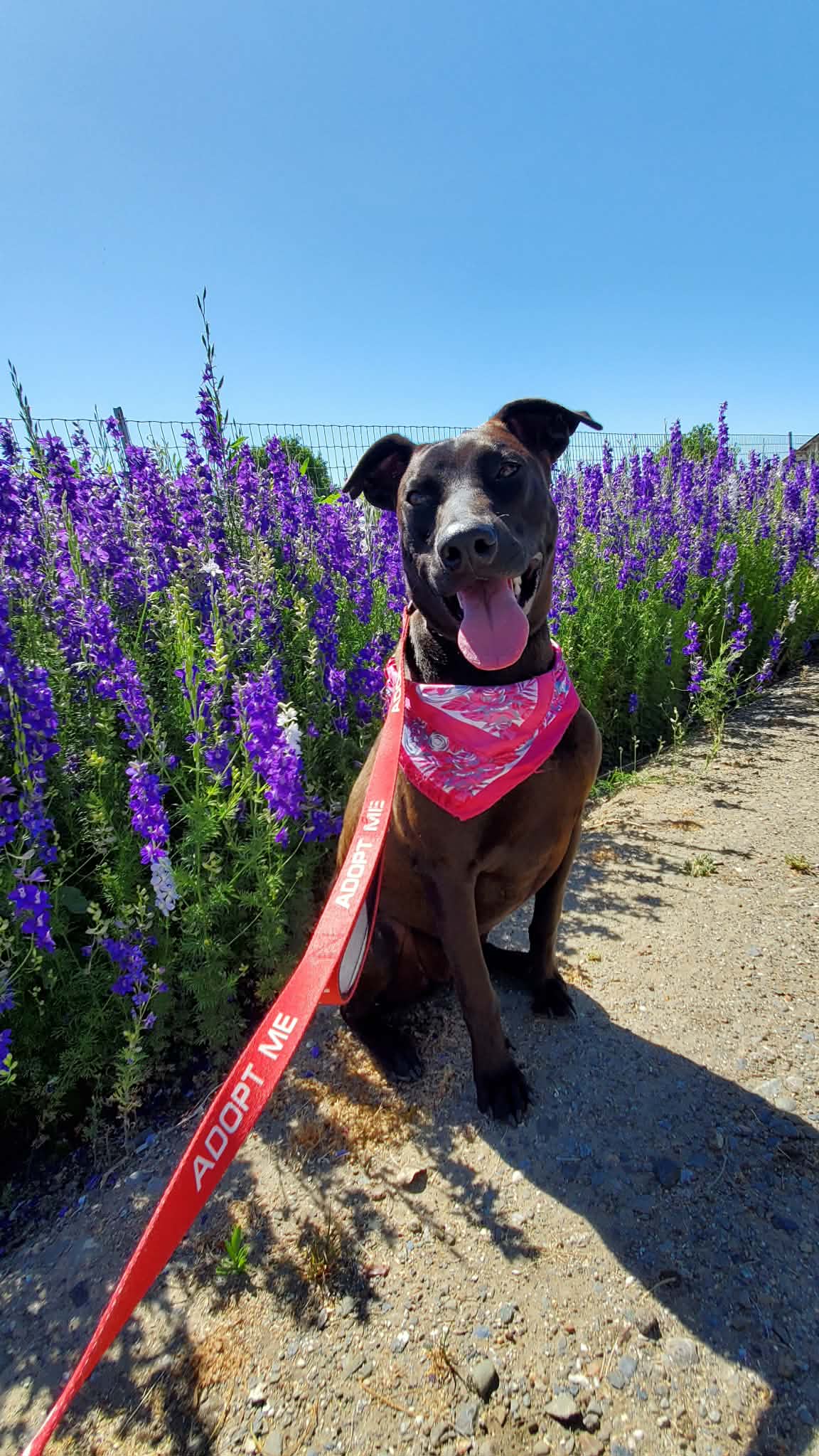 Jade - Doberman Pinscher